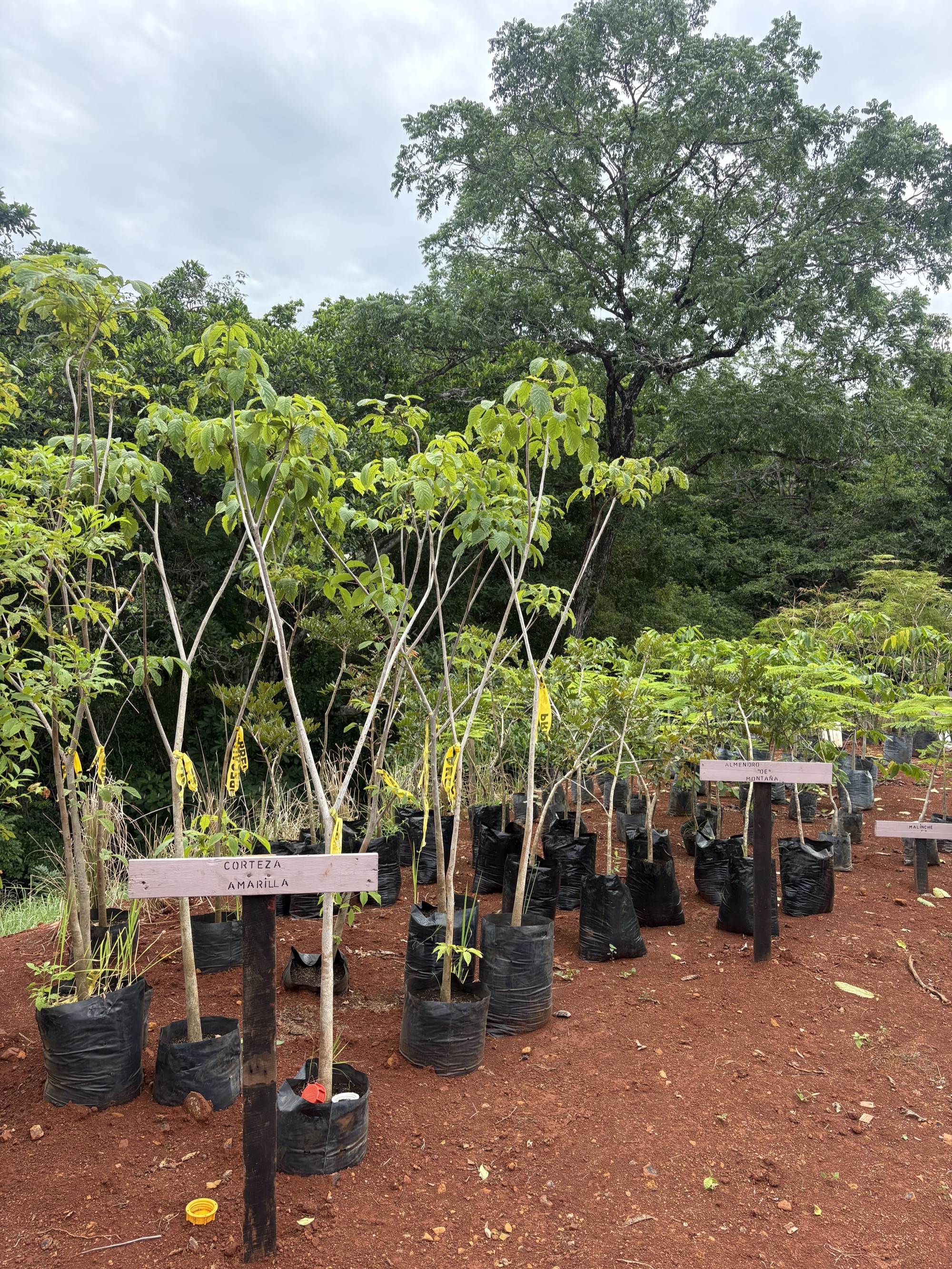 Vivero desarrollado para Serena Blue