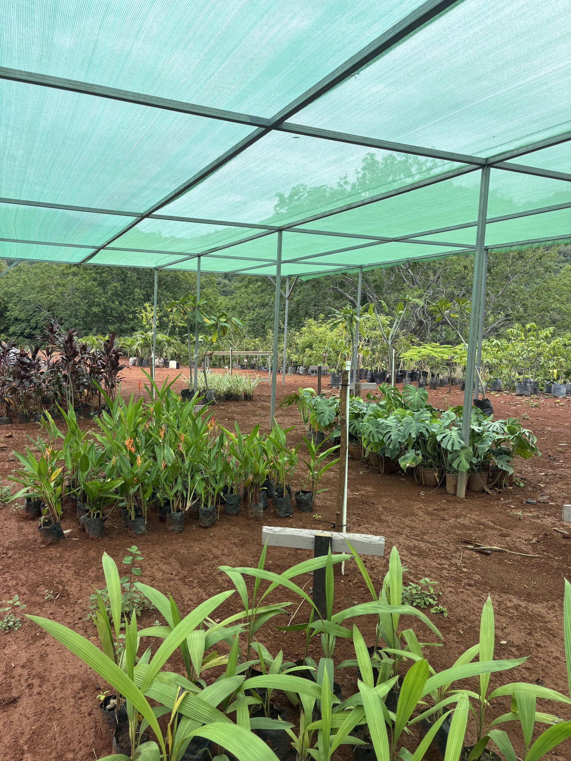 Vivero desarrollado para Serena Blue