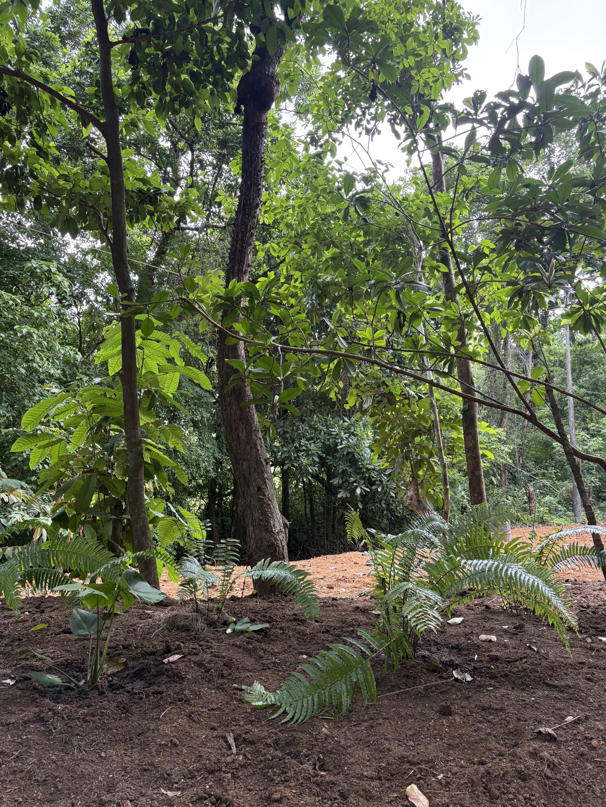 Área de reforestación en Serena Blue